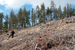 Recuperen sis hectàrees de bosc per a pastures i biomassa forestal
