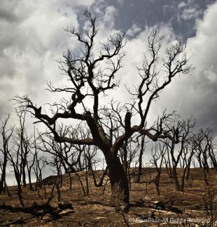 El fotoperiodista Miquel Ruiz cedeix una imatge a #FocEmpordà