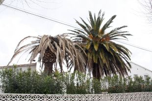 L'escarabat morrut amenaça les palmeres d'Empuriabrava