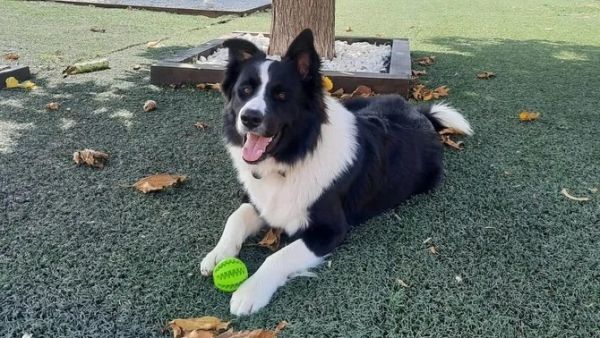 Programen una concentració davant la comissaria dels Mossos a Figueres ...