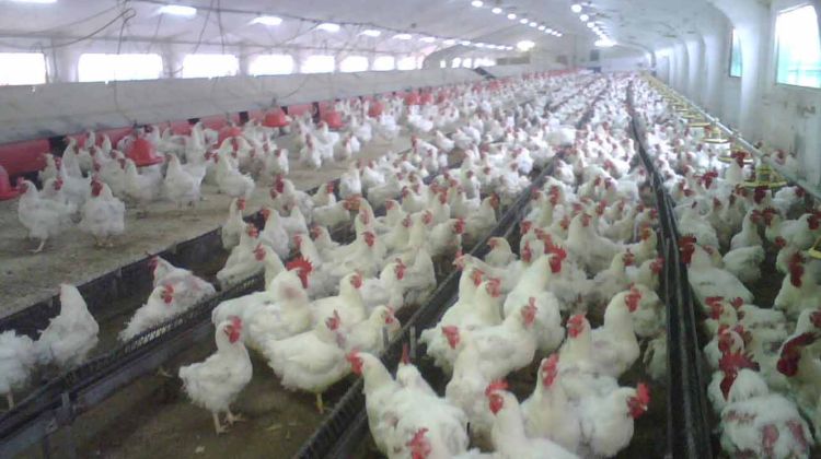 Miquel Avícola compta amb una cinquantena de granges de gallines © ACN