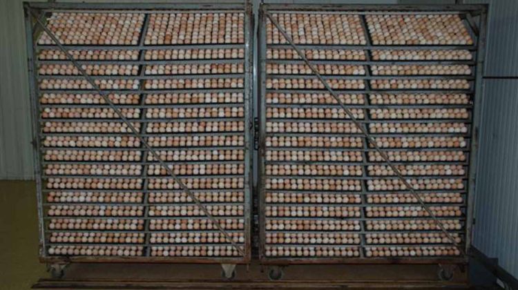 L'empresa processa setmanalment entre 1,2 i 1,6 milions d'ous, el 71% dels quals es destinen a l'exportació