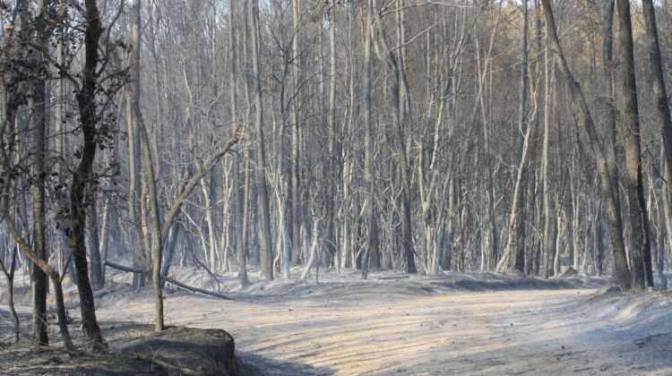 El bosc proper al nucli de Gaüses ha quedat totalment calcinat © Mariona Vélez