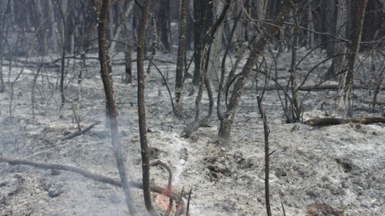 Els bombers treballen per acabar d'extinguir les flames restants © M. Estarriola