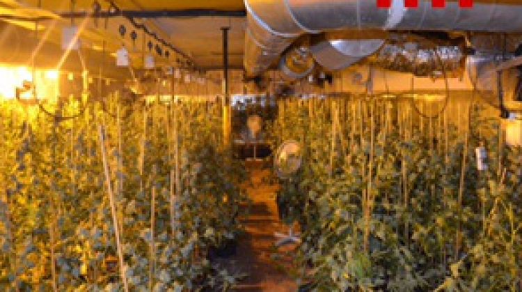 La plantació de marihuana que els Mossos d'Esquadra han desmantellat