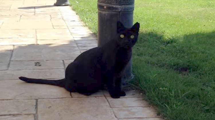 Una imatge de la 'Muesca', la gata de carrer a qui uns brètols van matar a puntades de peu a Blanes. ACN