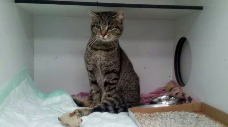 La gata, a qui han batejat com a 'Lali', a la clínica veterinària; els perdigons li van seccionar la medul·la