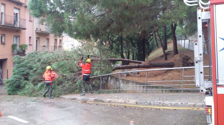 L'arbre que ha caigut a la pujada de les Pedreres. Pere Albertí