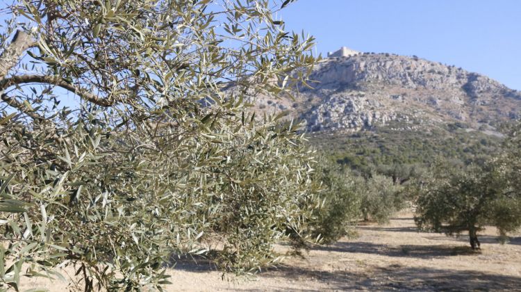 Una de les oliveres centenàries amb el castell del Montgrí de fons. ACN