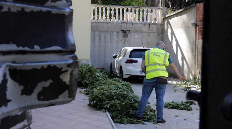 La marihuana decomissada per la Guàrdia Civil a la urbanització Aiguaviva Parc de Vidreres. ACN