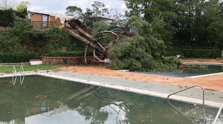 Un arbre caigut a la piscina del càmping de Gualba (Vallès Oriental) després del pas del cap de fibló. ACN