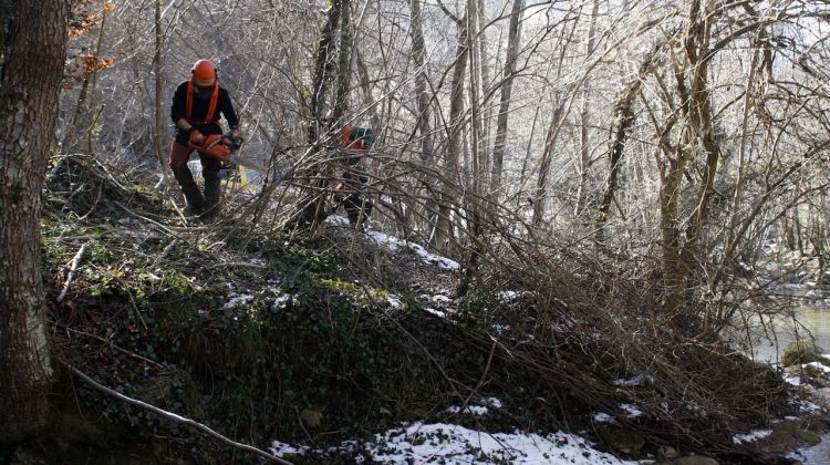Un operari eliminant les branques dels arbres a la llera © ACN