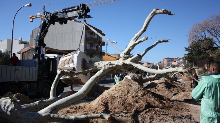 Retirada del plataner del Passeig Nou per operaris municipals © Marc Estarriola