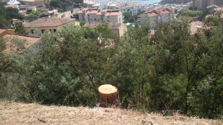 Això és tot el que en queda del pi que molestava a l'estiuejant © Ràdio Sant Feliu