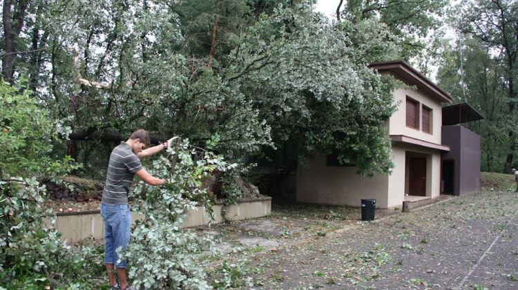 La tempesta d'aquesta nit a Santa Pau ha arrencat roures de soca-rel © ACN