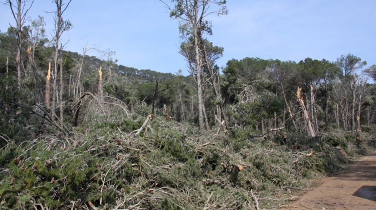 Imatge de la devastació al PEIN Castell-Cap Roig que va provocar el temporal de neu dilluns passat
