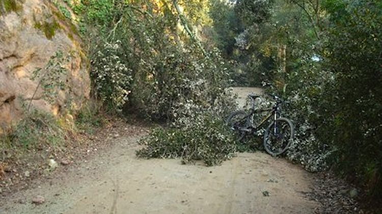 Vegetació caiguda al mig del vial a la ruta del Carrilet © Jordi Àlamo