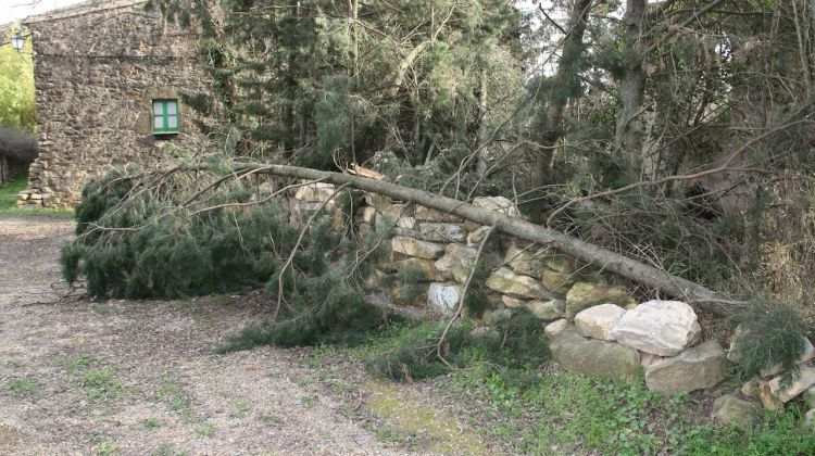El fort temporal va tirar a terra molts dels arbres de Can Muní © ACN