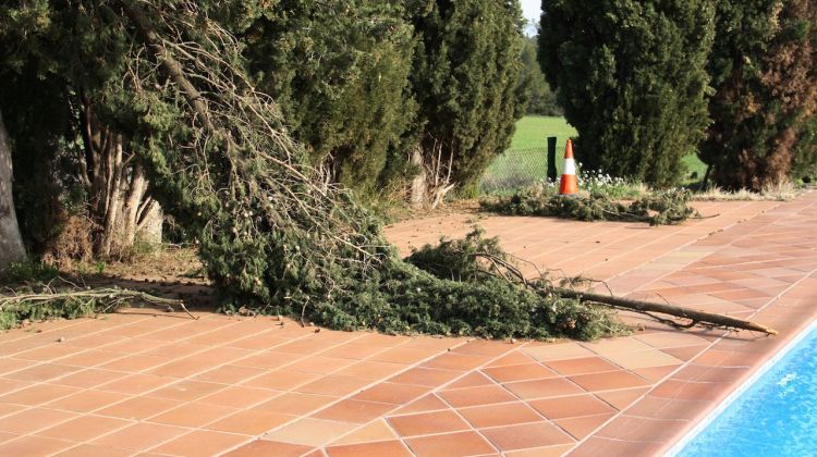 Molts dels arbres van caure a dins de la piscina © ACN