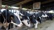 Quatre focus més de DNC a l'Alt Empordà que sumen gairebé 800 caps de bestiar