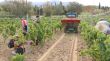 La DO Catalunya incorpora sis nous municipis gironins a la seva zona de producció