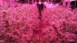 Quatre detinguts per tenir una plantació de marihuana en una granja de conills a Vilopriu