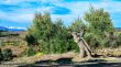 Neix l’Espai Argudell per reivindicar la varietat d’oliva autòctona de l’Empordà