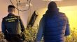 Desmantellat un cultiu amb 814 plantes de marihuana al soterrani d'una casa d'Empuriabrava
