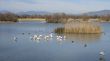 Acaba la tendència negativa als Aiguamolls de l'Empordà recuperant la població hivernal d'ocells