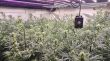 Cau a Maçanet una plantació de marihuana blindada amb campanes per alertar d’intrusos
