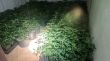 Descobreixen 942 plantes de marihuana en una casa ocupada de Girona