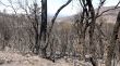 Els Bombers ja tenen treballat el 80% del perímetre de l’incendi de les Gavarres