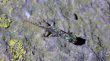 El cap de Creus recupera les vuit espècies d’amfibis documentades al parc