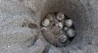 Localitzen el primer niu de tortuga careta de l’estiu a la platja de l’Estartit