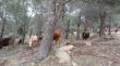 Agullana acull la Jornada Forestal centrada en els ramats i la prevenció d'incendis