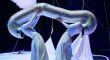 Palamós acollirà l'11a edició del festival de dansa contemporània Ona-Dance