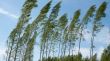 Activada l'alerta per ratxes de vent de més de 108 km/h a l'Alt Empordà