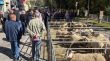 Ripoll recupera la Fira de Santa Teresa amb uns 180 caps de bestiar oví