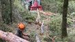 Treballs forestals a Beuda per netejar més de sis hectàrees de bosc i recuperar pastures