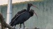 L'Alt Empordà fregarà el mig centenar d'ibis ermitans amb deu aus provinents de França