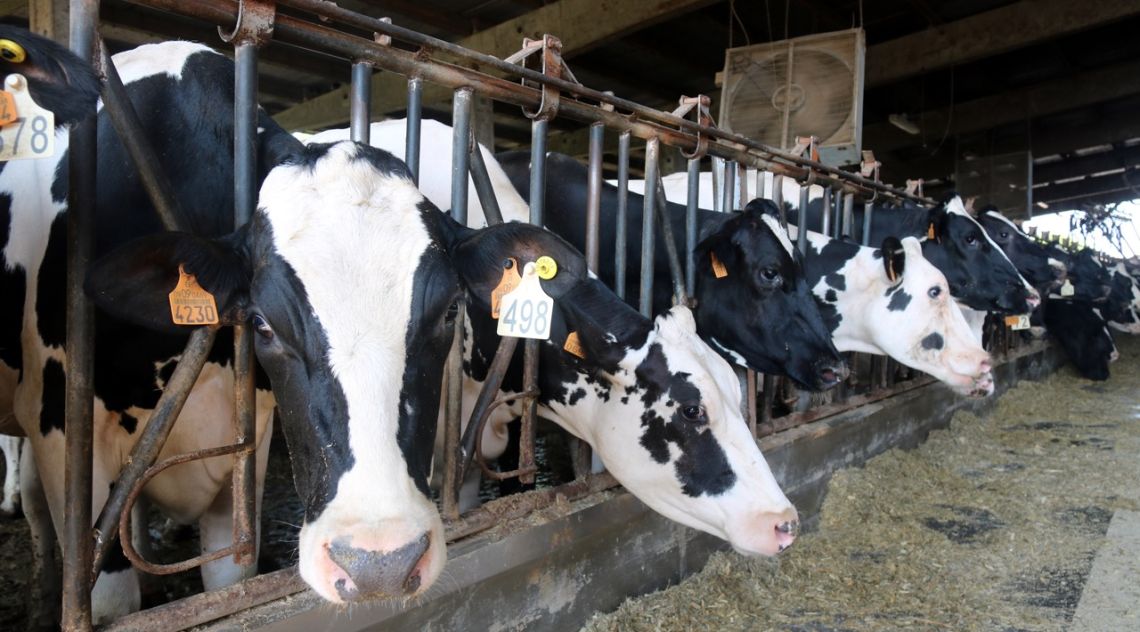 Declarat un tercer cas de DNC en una granja de l'Alt Empordà