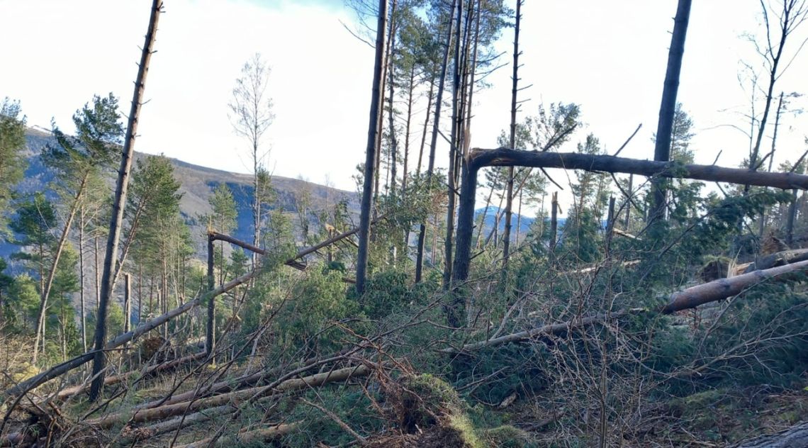 L'episodi de fort vent a la vall de Camprodon destrossa 35 hectàrees de bosc públic