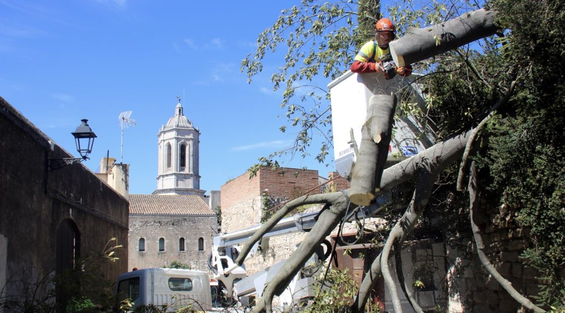 Girona treballa per recuperar ''la normalitat'' després que la ventada tombés una setantena d'arbres