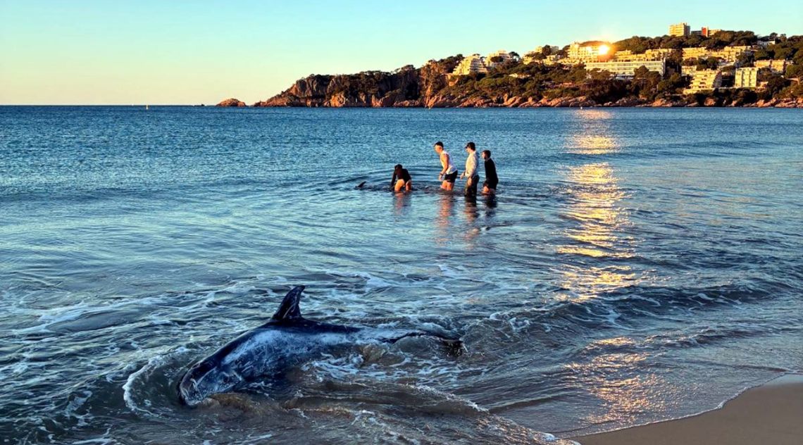 Dos joves i una agent dels Mossos salven dos dofins varats a Sant Feliu de Guíxols