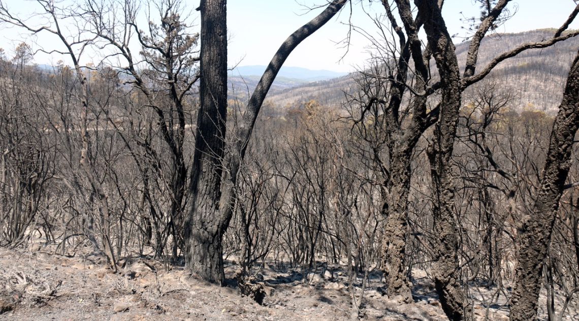 Els Bombers ja tenen treballat el 80% del perímetre de l’incendi de les Gavarres
