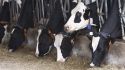 Agricultura rep les primeres vacunes per a immunitzar el bestiar de l'Alt Empordà contra la DNC