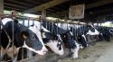 Quatre focus més de DNC a l'Alt Empordà que sumen gairebé 800 caps de bestiar
