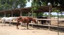 Detecten cinc cavalls positius en febre del Nil occidental a l’Alt Empordà