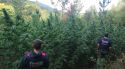 A presó tres homes per tenir un cultiu amagat en una muntanya d'Osor amb 3.127 plantes de marihuana