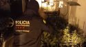 Dos detinguts durant el desmantellament d'una plantació de marihuana a Vilafant